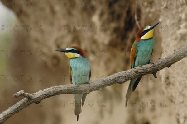 Profiteers of climate change... Bee-eater (Merops apiaster), pair, couple in a sand pit shortly