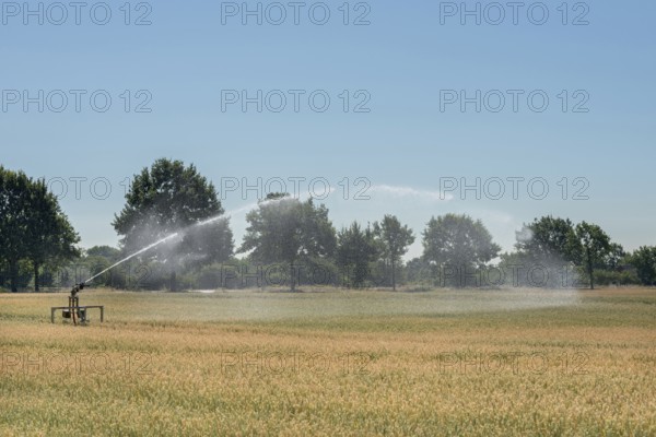 Irrigation... Midsummer, hot summer, summer heat, heat wave, sprinkler wagon waters a grain field