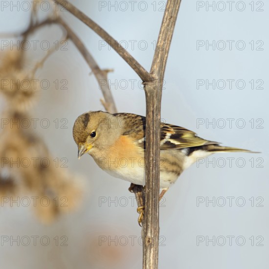 Winter visitor... Mountain finch (Fringilla montifringilla) in colourful plumage, summer plumage,