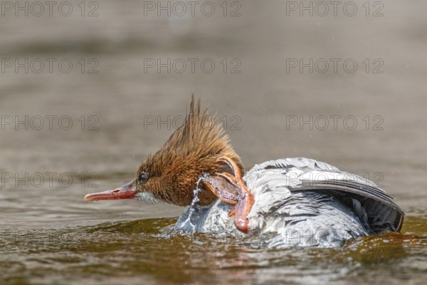 Common merganser (mergus merganser), Female scratching her neck, La Mauricie national park.