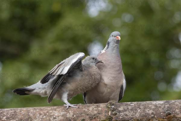 Wood pigeon (Columba palumbus) two birds with a juvenile squab bird begging for food on an urban