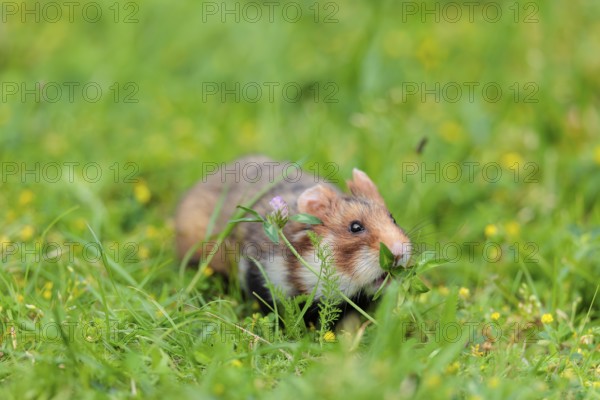 A European hamster (Cricetus cricetus) collects herbs, grass and daisies in a fresh green meadow