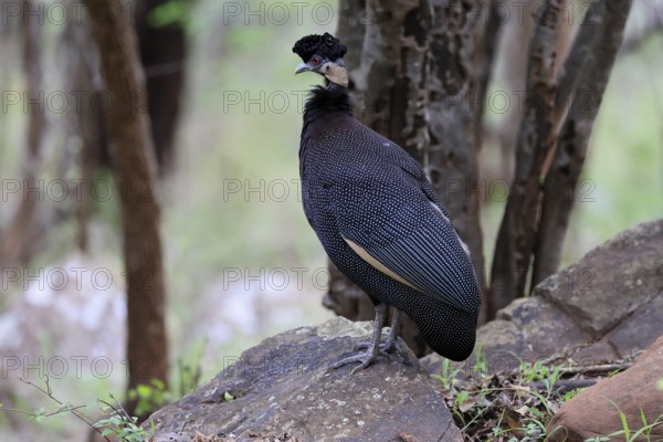 Ruffed Guinea Fowl (Guttera pucherani), adult, on the ground, alert, foraging, Kruger, Kruger