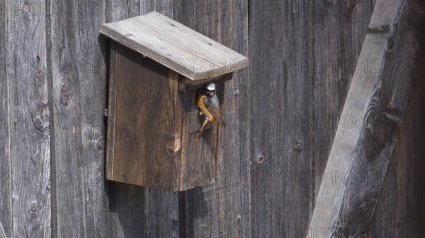 A redstart (Phoenicurus phoenicurus) male in the entrance of a birdhouse and has insects in his