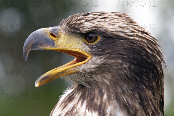 Black chested buzzard, Geranoaetus melanoleucus, Immature female perched on a tree, Open beak,