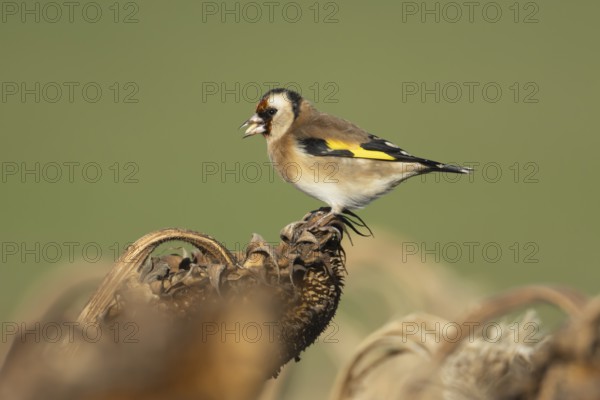 European goldfinch (Carduelis carduelis) adult bird feeding on a sunflower seed head, England,