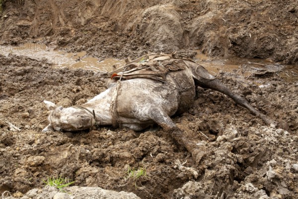Draft horse, Horse fell and injured while carrying planks down a mountain, Imbabura province,