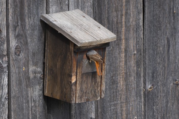 A male common redstart (Phoenicurus phoenicurus) sitting in the entrance of a birdhouse, animal