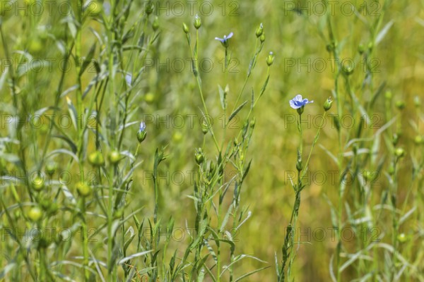 Common flax, linseed (Linum usitatissimum, Linum crepitans), cultivated as a food and fiber crop,