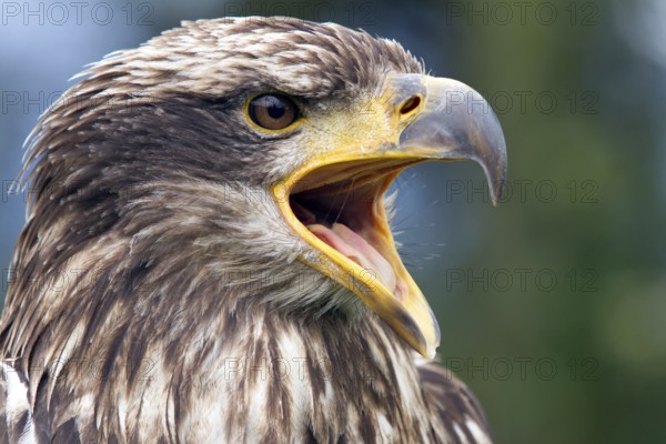 Black chested buzzard, Geranoaetus melanoleucus, Immature female perched on a tree, Open beak,