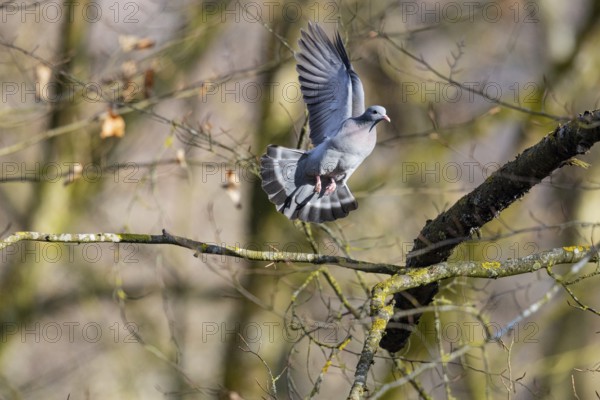 Stock Dove (Columba oenas) Pairs Germany