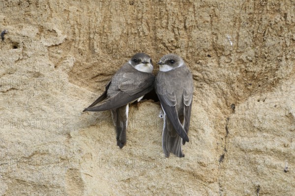 Couple... Sand martin (Riparia riparia), smallest native swallow, breeds in caves, tubes, which are