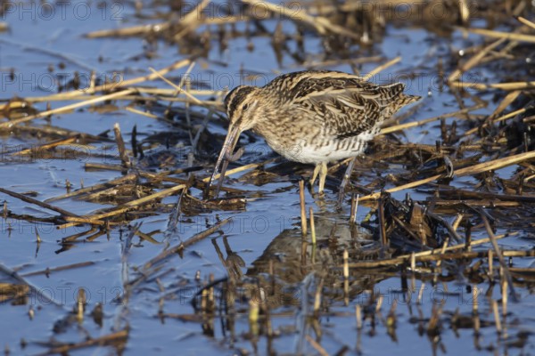 Common snipe (Gallinago gallinago) adult bird feeding on a worm on the edge of a reedbed, Norfolk,