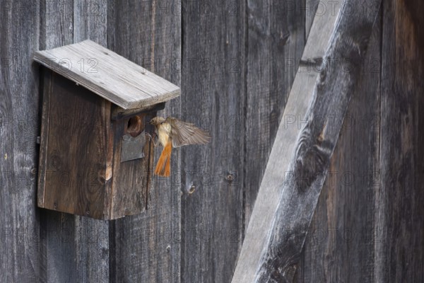 A redstart (Phoenicurus phoenicurus) female landing on a birdhouse, animal photo, bird, bird