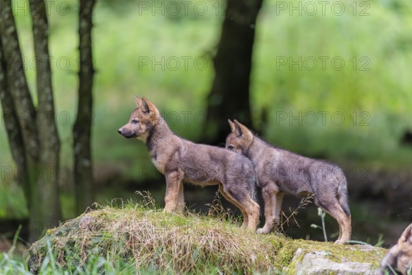 Two gray wolf pups (Canis lupus lupus) stand on a rock on a small hill at the edge of the forest
