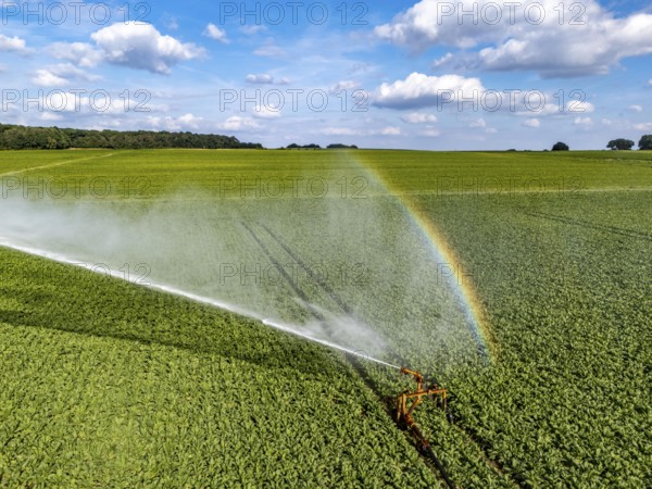 Artificial irrigation with a sprinkler system in a field where sugar beet is grown, near Rheurdt,