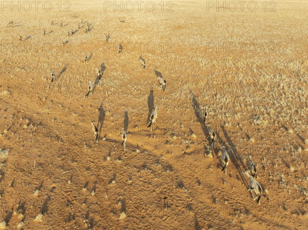 Gemsbok (Oryx gazella). Roaming an arid plain at the edge of the Namib Desert. Aerial view. Drone