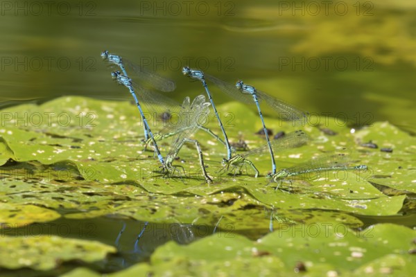 Common blue damselfly (Enallagma cyathigerum) four adult pairs of insects mating on a pond lily