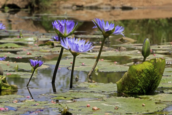 Cape water lily (Nymphea capensis), blooming, flower, blue, aquatic plant, Kruger, Kruger National