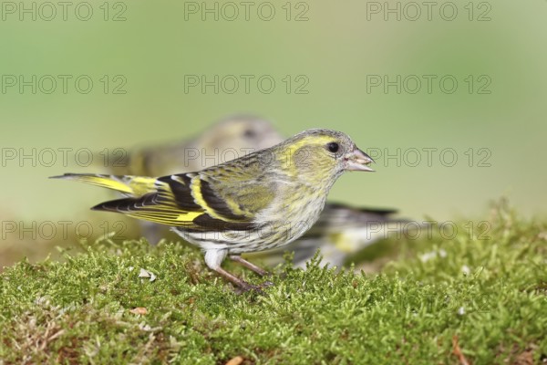 Siskin (Carduelis spinus), female sitting on moss, mossy ground, Wilnsdorf, North Rhine-Westphalia,
