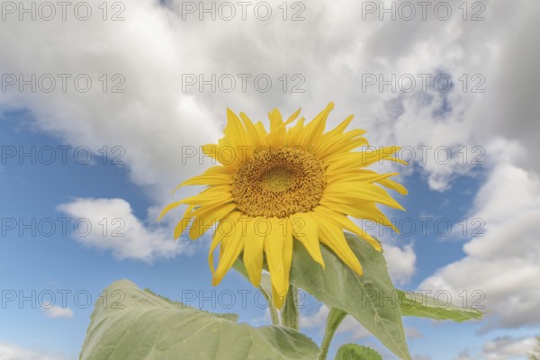 Een grote zonnebloem staat trots in een veld, met felgele bloemblaadjes die stralen in de zon. De