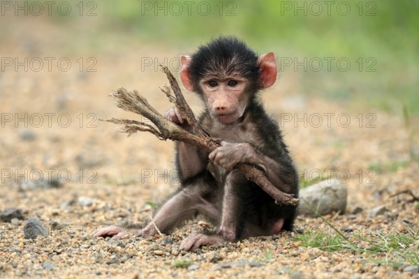 Bear baboon, chacma baboon (Papio ursinus), young, baby, sitting on ground, fragile, foraging,