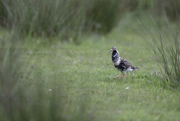 Ruff (Philomachus pugnax) in a meadow, Texel, North Holland, Netherlands