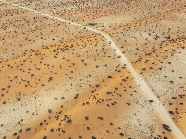 Gravel road in the Kalahari Desert with its linear sand dunes grown with camelthorn trees