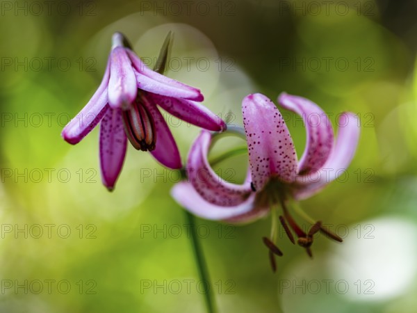 Turk's cap lily (Lilium martagon), Jenner, Berchtesgaden National Park, Schönau am Königssee,