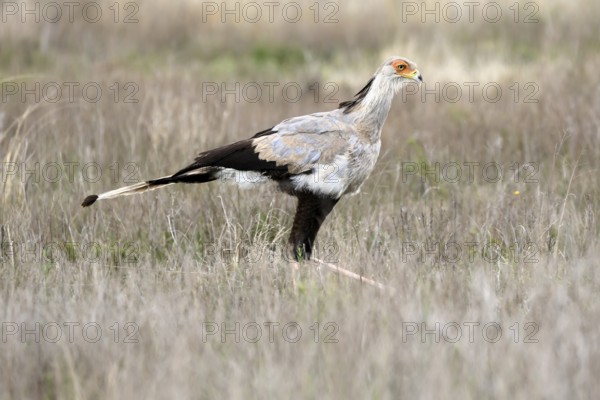 Secretary (Sagittarius serpentarius), adult, running, foraging, alert, Mountain Zebra National