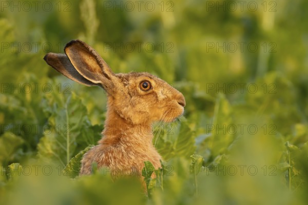 European brown hare (Lepus europaeus) adult animal in a farmland sugar beet field, England, United