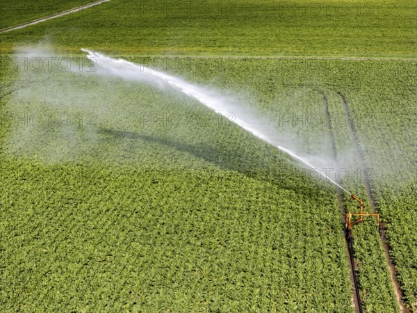 Artificial irrigation with a sprinkler system in a field where sugar beet is grown, near Rheurdt,