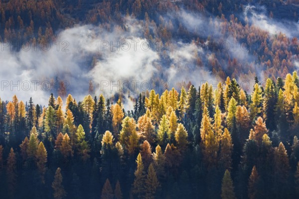 Coniferous forest with larches and spruces interspersed with fog, Engadin, Canton Graubünden,