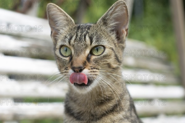 A young tabby cat with big eyes was sitting on a high bench. She steekt haar tong uit om haar neus