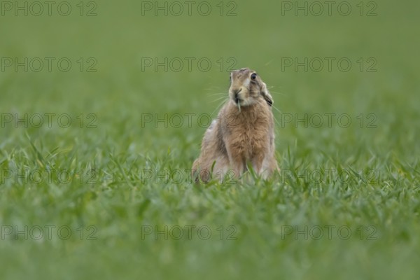 European brown hare (Lepus europaeus) adult animal feeding in a farmland cereal field in