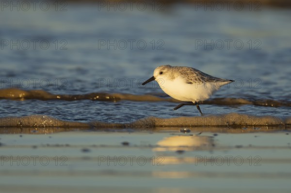 Sanderling (Calidris alba) adult bird in winter plumage running in the surf of the sea on a beach,