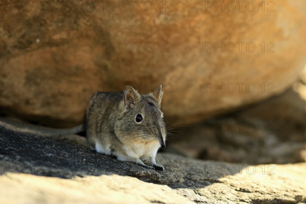 Short-eared elephant shrew (Macroscelides probosideus), adult, foraging, Mountain Zebra National