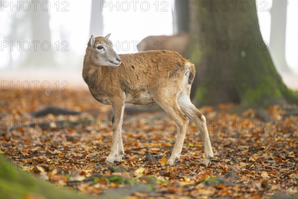 European mouflon (Ovis aries musimon) sheep (female) standing in a forest in autumn, Bavaria,