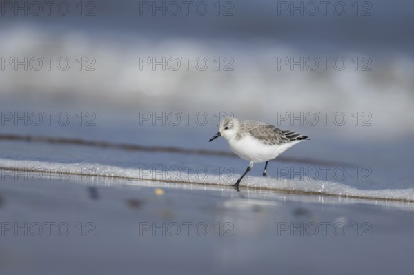 Sanderling (Calidris alba) adult bird in winter plumage in the surf of the sea on a beach, Norfolk,