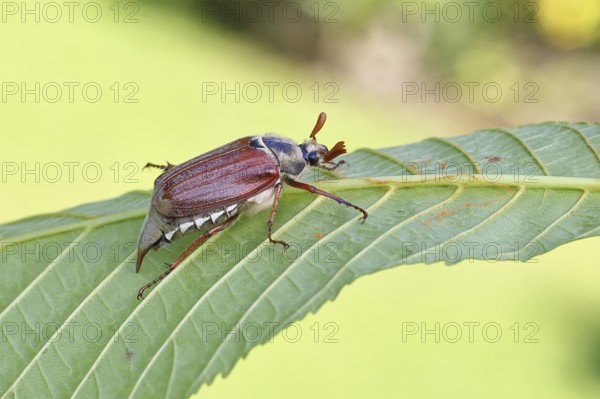 May beetle, wood cockchafer (Melolontha hippocastani), male, on leaf of a horse chestnut (Aesculus