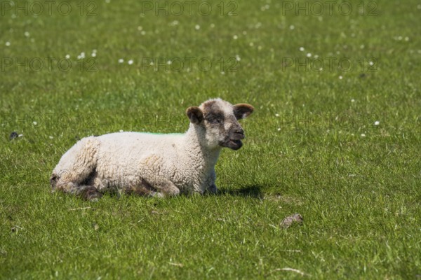 A sheep lies on the meadow by the dyke, Nordstrand, North Frisia, North Sea, Schleswig-Holstein,