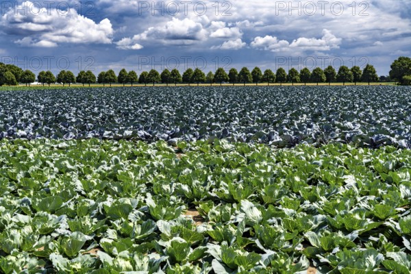 Agriculture, fields, cabbage cultivation, red cabbage and white cabbage, near Kempen on the Lower