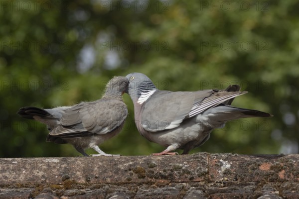 Wood pigeon (Columba palumbus) two birds with a juvenile squab bird being fed by an adult parent