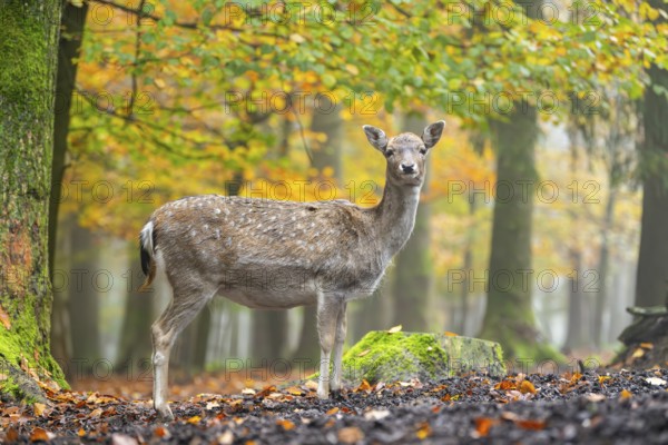 European fallow deer (dama dama) doe standing in a forest on a foggy day in autumn, Bavaria,