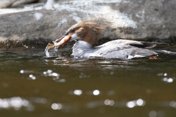 Common merganser (mergus merganser), Female catching a fish, La Mauricie national park. Province of