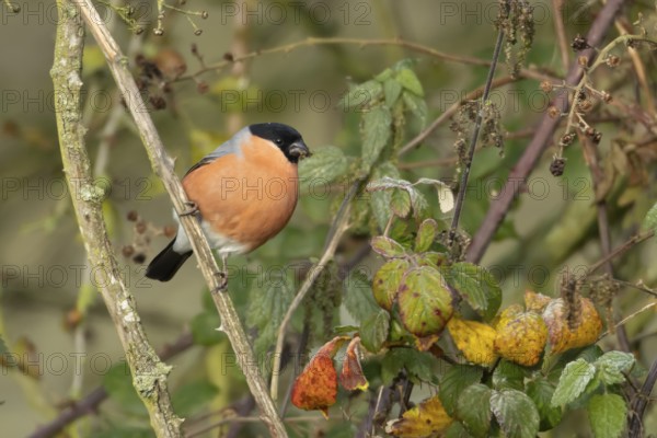 Eurasian bullfinch (Pyrrhula pyrrhula) adult male bird feeding on nettle seeds in a hedgerow in