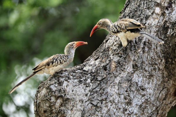 Mopanetoko (Tockus rufirostris), Southern Red-billed Hornbill, adult, pair, on tree, at breeding
