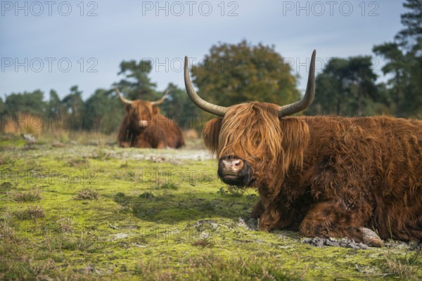Rustic fellows... Highland cattle (Bos primigenius taurus), rest during the day in a meadow, open