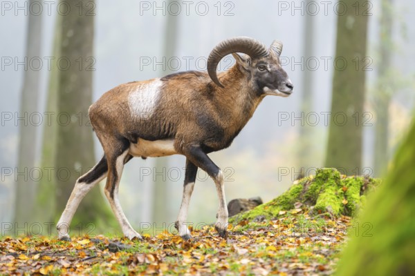 European mouflon (Ovis aries musimon) ram (male) walking in a forest in autumn, Bavaria, Germany