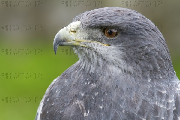 Black chested buzzard, Geranoaetus melanoleucus, Female perched on a tree, Close-up, Imbabura